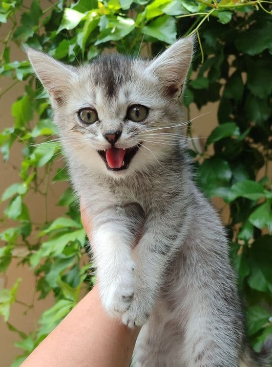 Продаются котята — 2
