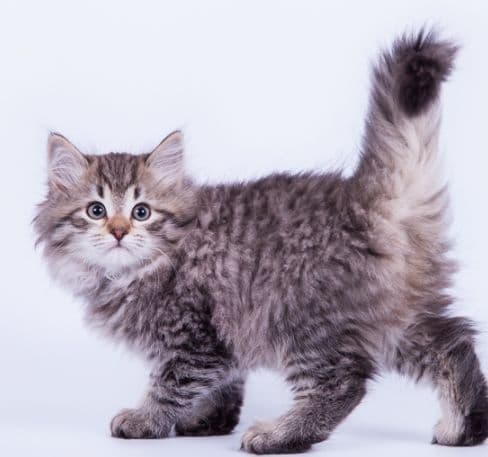 Mushuk bolalari arzon narxda — 4