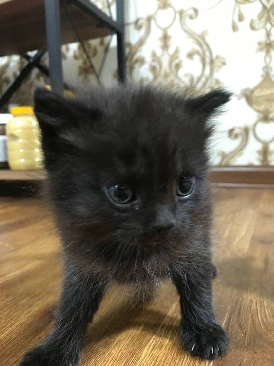 Продаются котята — 2