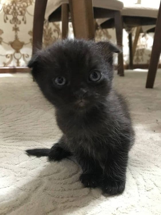Продаются котята — 4