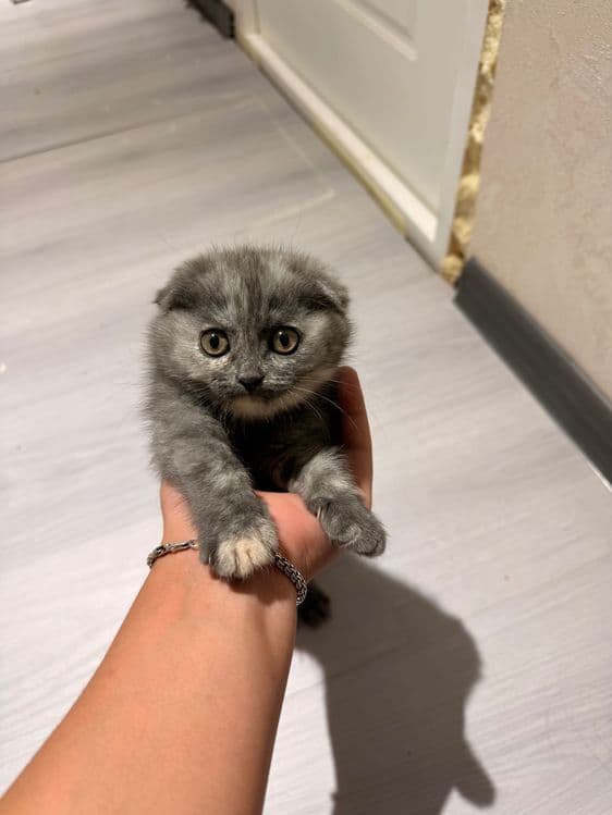 Продаются Котята Скотиш фолд — 1