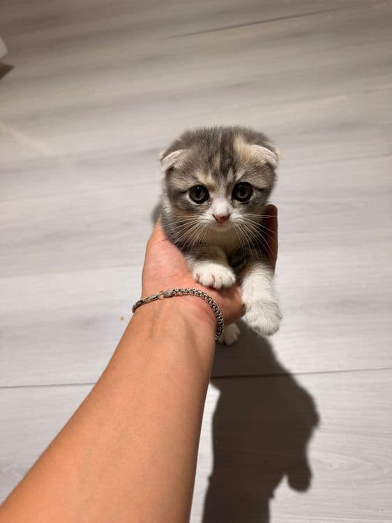 Продаются Котята Скотиш фолд — 2