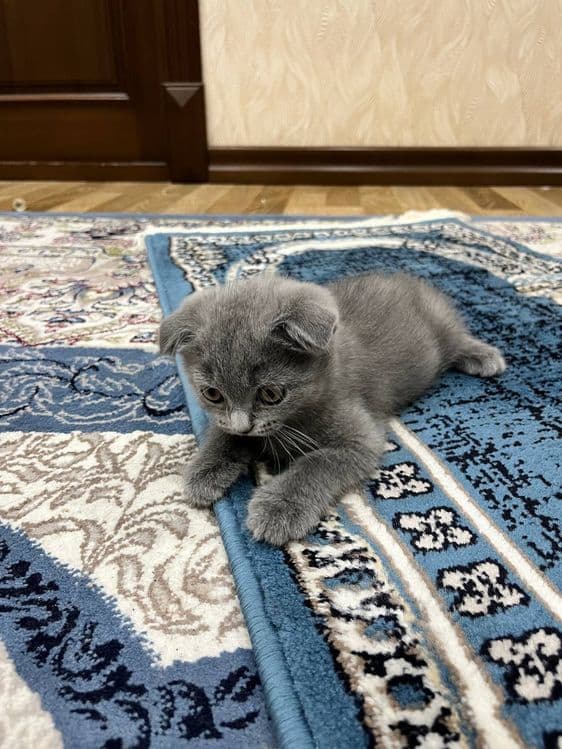 Mushukchalar sotiladi keliwtirib beraman hamma parodalaridan bor — 3