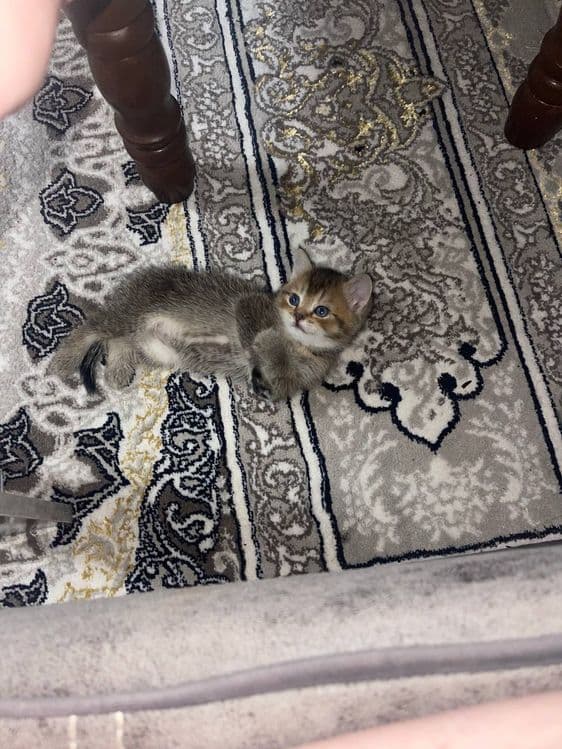 Mushukchalar sotiladi keliwtirib beraman hamma parodalaridan bor — 4
