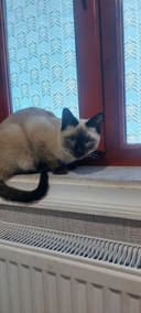 Сиамской породы кот мальчик