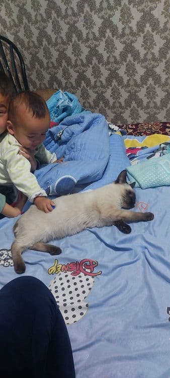 Сиамской породы кот мальчик — 3