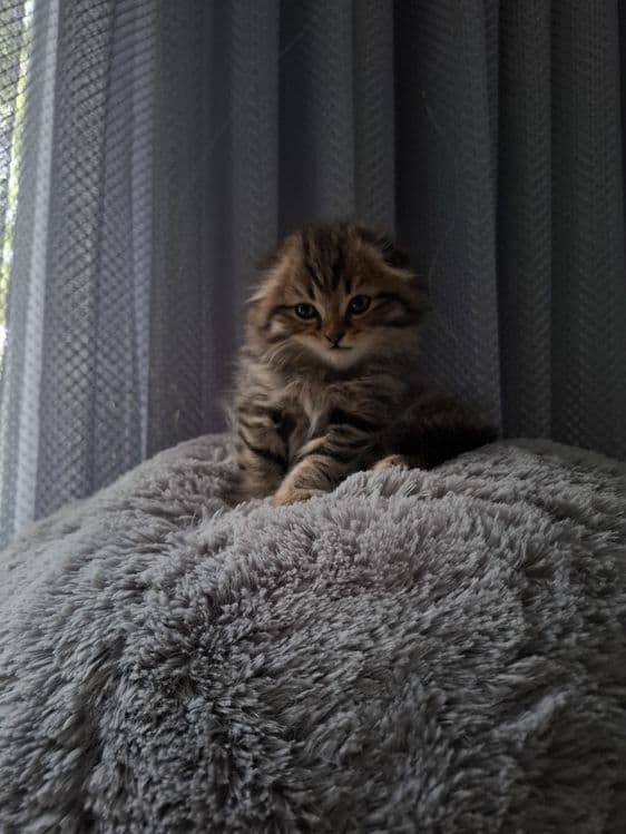 Срочно продаётся котёнок скоттиш фолд — 1