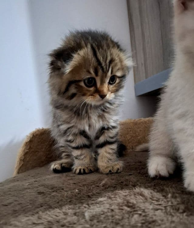 Срочно продаётся котёнок скоттиш фолд — 2