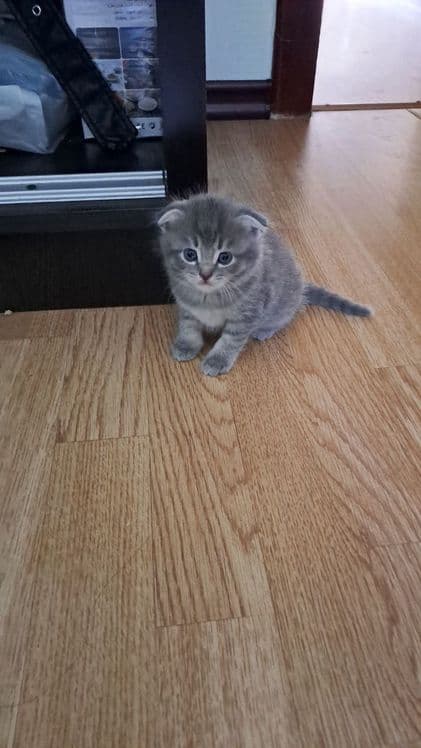 Продаются котята вислоухие. Возраст 2 месяца. — 2