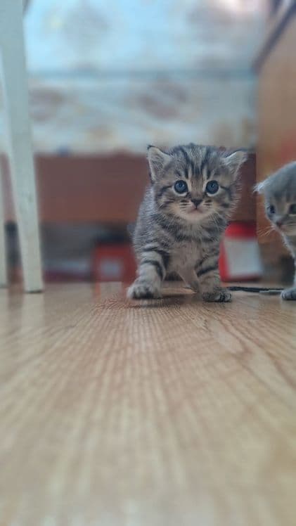 Продаются котята вислоухие. Возраст 2 месяца. — 3