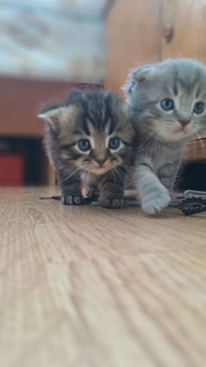 Продаются котята вислоухие. Возраст 2 месяца. — 4