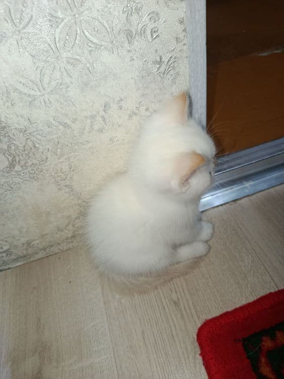 Mushuk bolalari 2 oylik  Yaxshi QARAYDIGANLARGA sotiladi. — 3