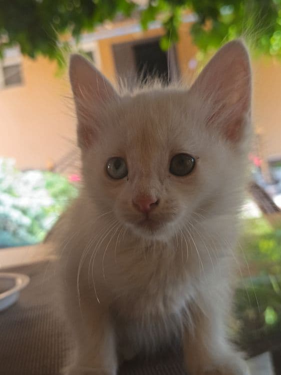 Котята Турецкая ангора — 3