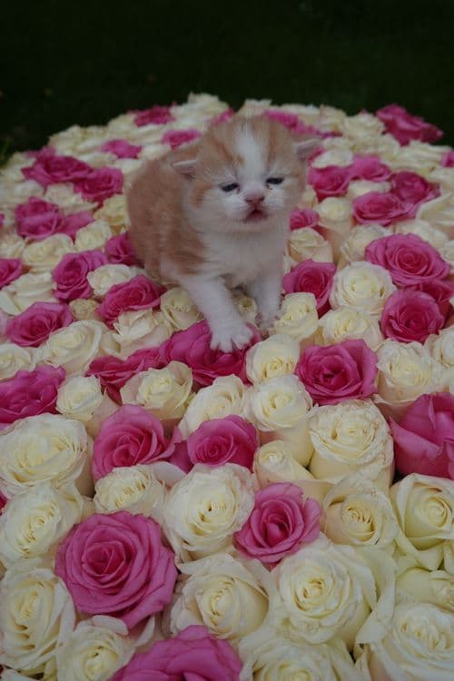 котенок мальчик скотиш страйт — 2