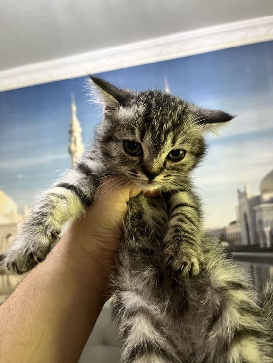 Scottish fold 3 oylik mushukchalar 500 mingdan — 2