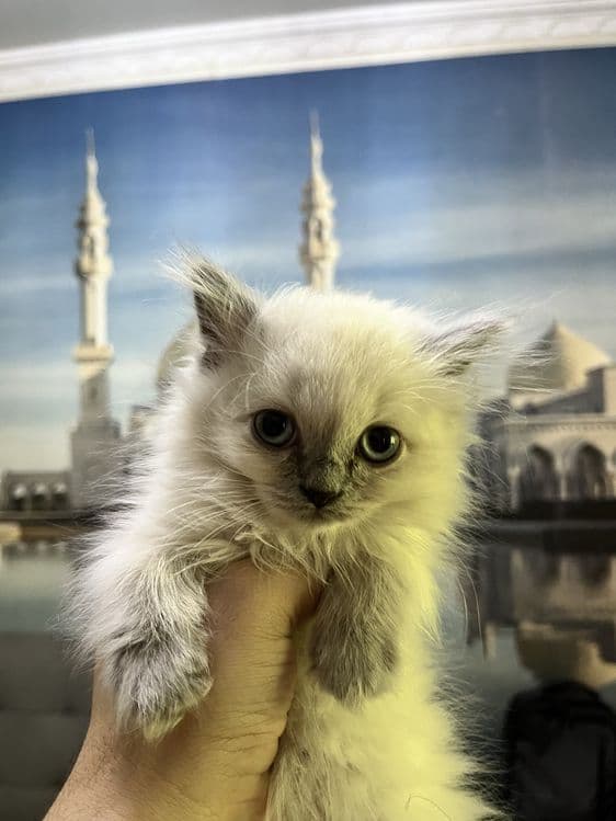 Scottish fold 3 oylik mushukchalar 500 mingdan — 3