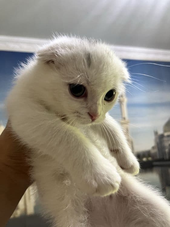 Scottish fold 3 oylik mushukchalar 500 mingdan — 4