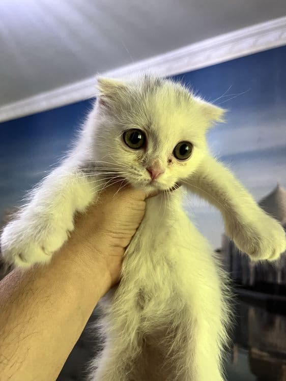 Scottish fold 3 oylik mushukchalar 500 mingdan — 5