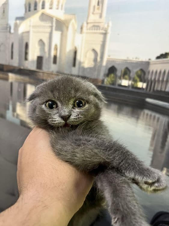 Scottish fold 3 oylik mushukchalar 500 mingdan — 6