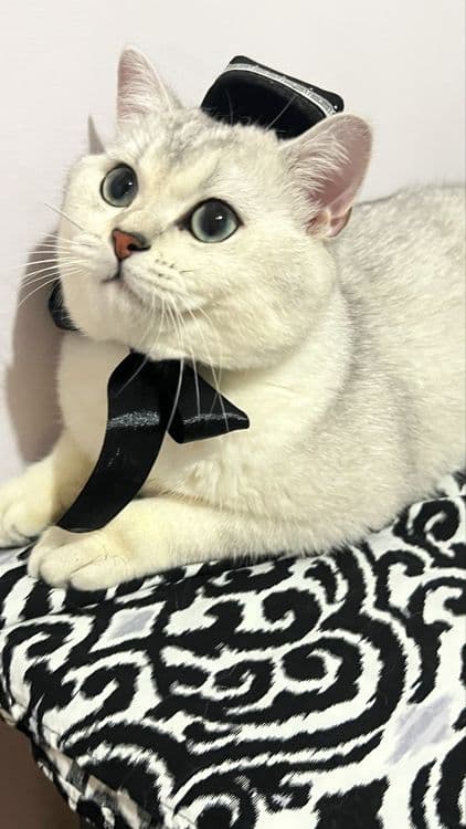 Красавец молодой котик приглашает на вязку — 1