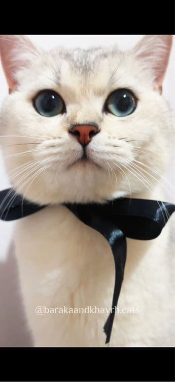 Красавец молодой котик приглашает на вязку — 2