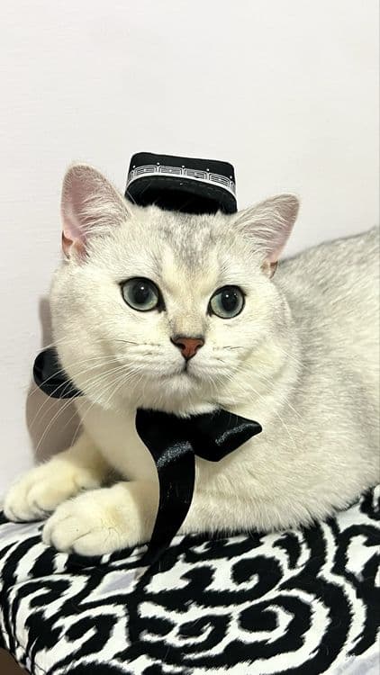 Красавец молодой котик приглашает на вязку — 3