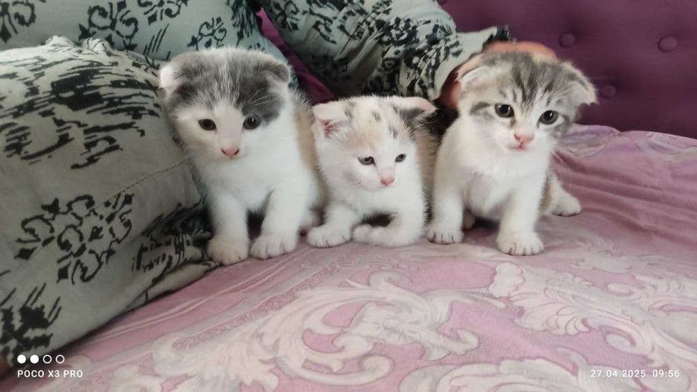 Шотландские котята — 1