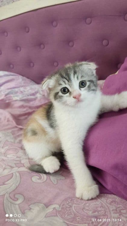 Шотландские котята — 2