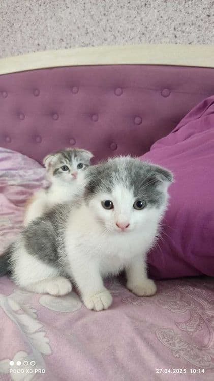 Шотландские котята — 3
