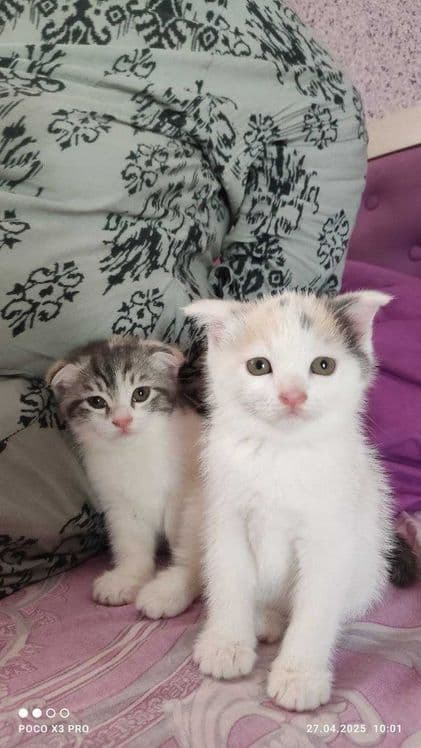 Шотландские котята — 4