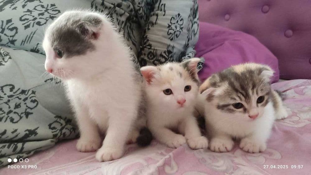 Шотландские котята — 5