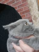 Британский кошка