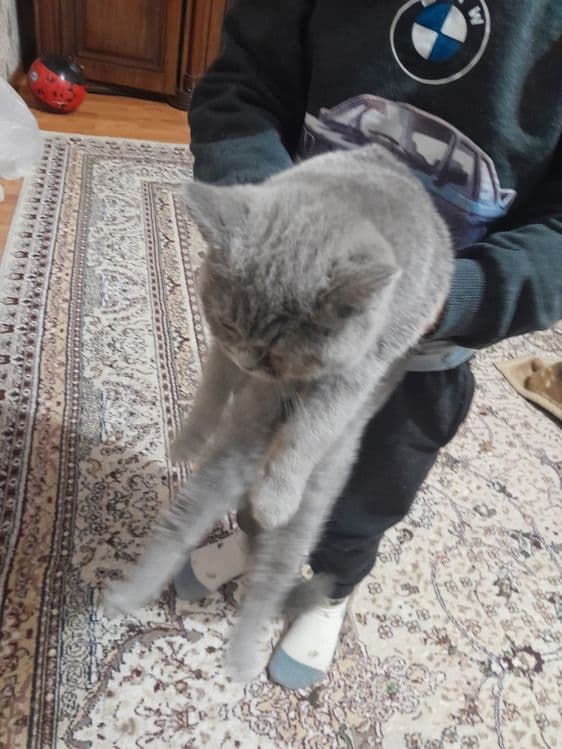 Британский кошка — 2