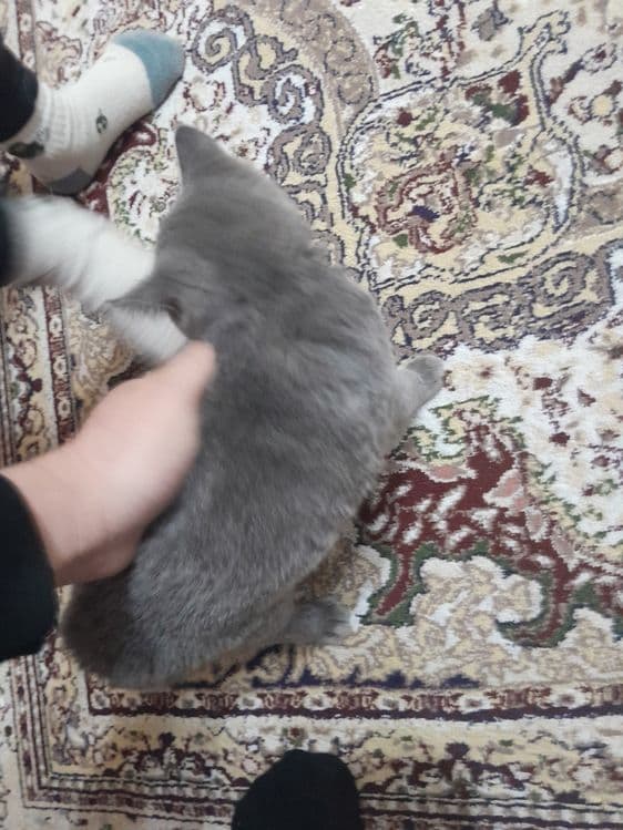 Британский кошка — 3