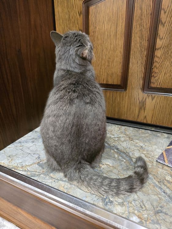 Кошечка домашняя — 3
