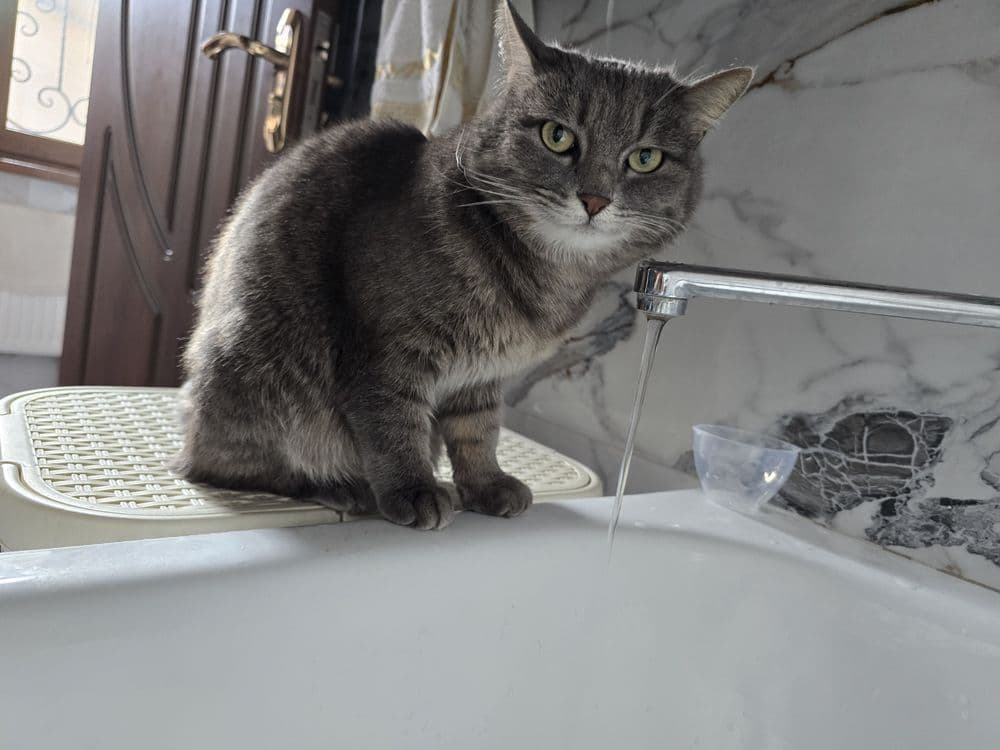 Кошечка домашняя — 4