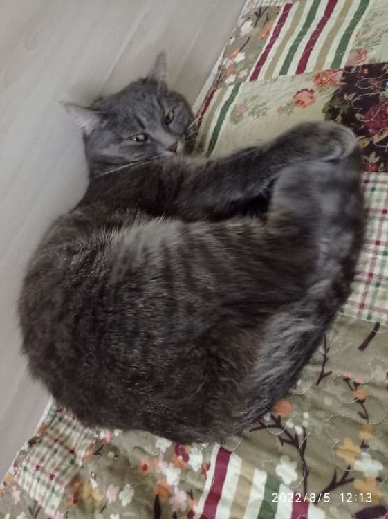 Кошечка домашняя — 5