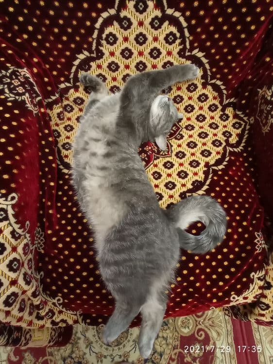 Кошечка домашняя — 7