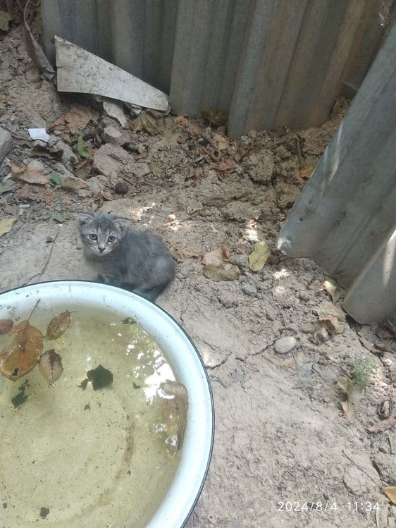 Кошка вислоухие пушистая — 3
