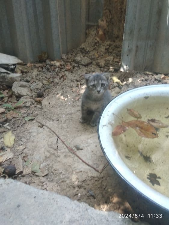 Кошка вислоухие пушистая — 4