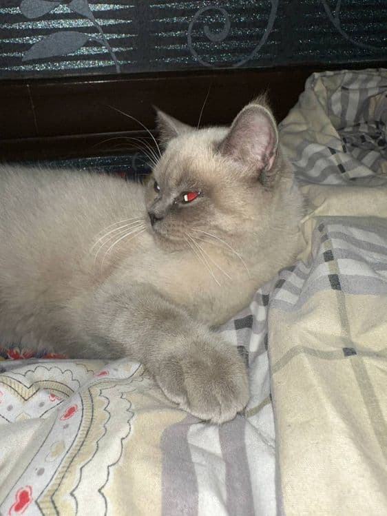 Британская кошка — 2