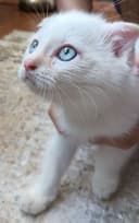 Котёнок вислоухий короткошерстная  Британская
