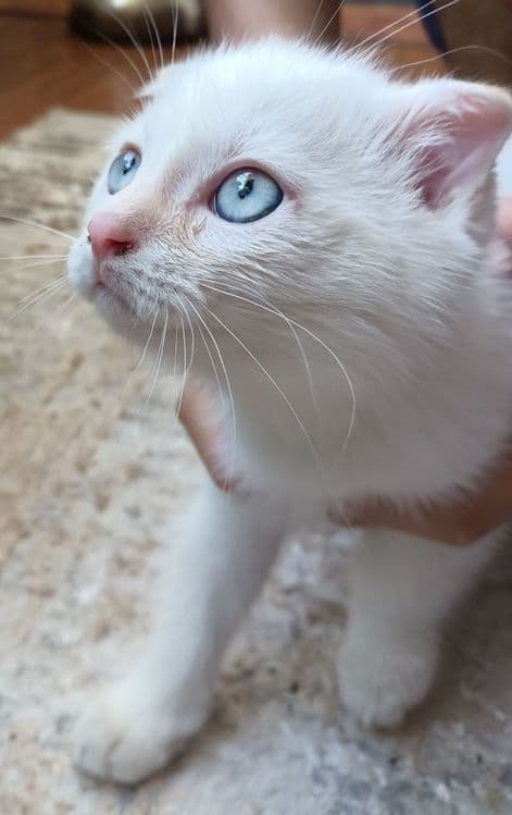 Котёнок вислоухий короткошерстная  Британская — 1