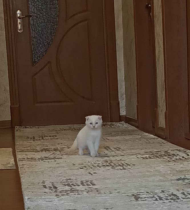 Котёнок вислоухий короткошерстная  Британская — 2