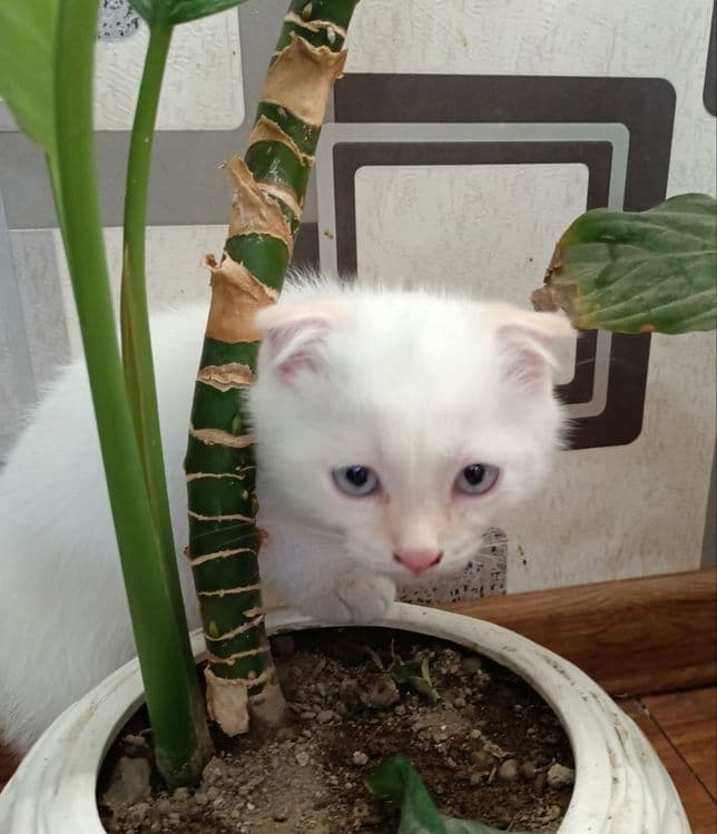 Котёнок вислоухий короткошерстная  Британская — 3