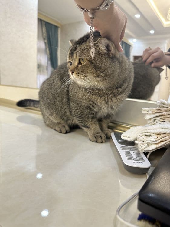 Срочно продам британскую шиншиллу мальчик — 4