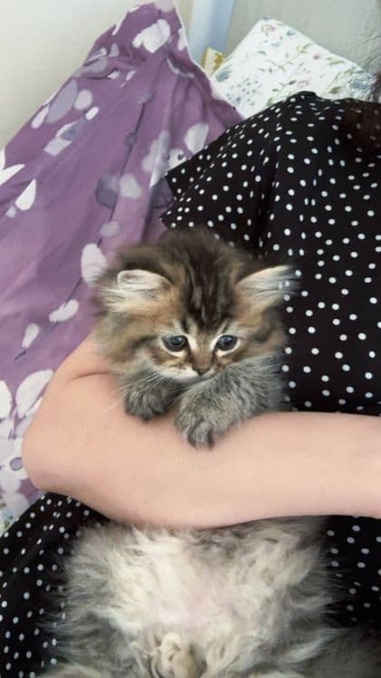 Мушукчалар арзон нархда скоттиш чинчила 2 ойлик — 2