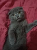 Котёнок в хорошие руки
Мальчик.
Сам кушает, к лотку приучен. Ласко