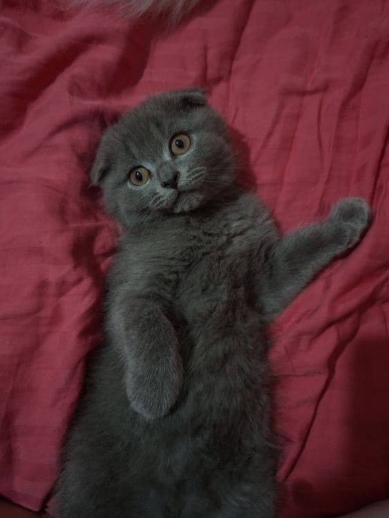Котёнок в хорошие руки
Мальчик.
Сам кушает, к лотку приучен. Ласко — 2