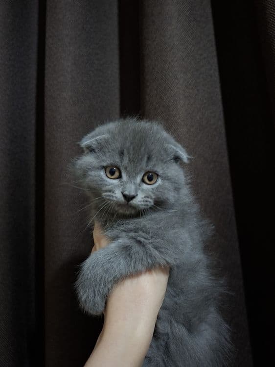 Котёнок в хорошие руки
Мальчик.
Сам кушает, к лотку приучен. Ласко — 3